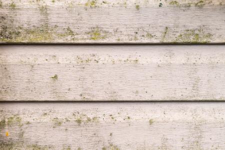 Understanding Mold and Mildew Growth on Exterior Parts of Your House
